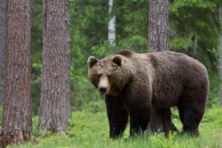 Брошюры о выходе медведя в населенный пункт